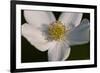 White Flower-Gordon Semmens-Framed Photographic Print