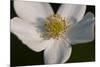 White Flower-Gordon Semmens-Mounted Photographic Print
