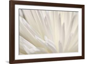 White Flower-PhotoINC-Framed Photographic Print