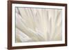 White Flower-PhotoINC-Framed Photographic Print