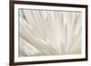 White Flower-PhotoINC-Framed Photographic Print