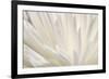 White Flower-PhotoINC-Framed Photographic Print