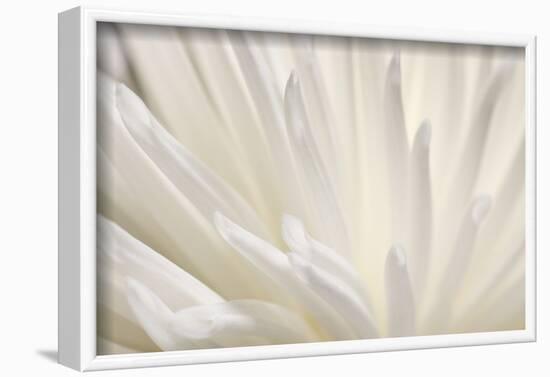 White Flower-PhotoINC-Framed Photographic Print