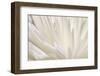 White Flower-PhotoINC-Framed Photographic Print