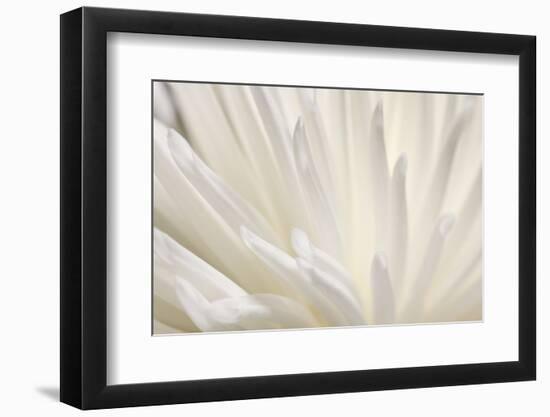 White Flower-PhotoINC-Framed Photographic Print