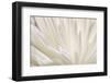 White Flower-PhotoINC-Framed Photographic Print