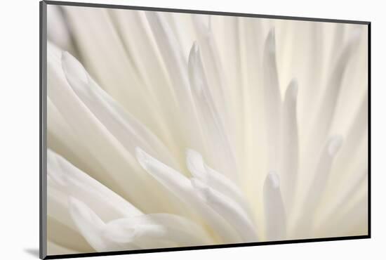 White Flower-PhotoINC-Mounted Photographic Print