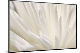 White Flower-PhotoINC-Mounted Photographic Print