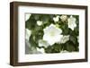 White flower-Luuk Geertsen-Framed Photo