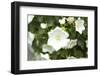 White flower-Luuk Geertsen-Framed Photo