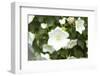 White flower-Luuk Geertsen-Framed Photo