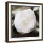 White Flower-Dan Meneely-Framed Photographic Print