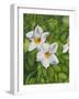 White Flower-Graeme Stevenson-Framed Giclee Print