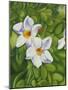 White Flower-Graeme Stevenson-Mounted Giclee Print