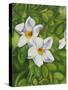 White Flower-Graeme Stevenson-Stretched Canvas