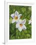 White Flower-Graeme Stevenson-Framed Giclee Print