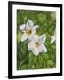 White Flower-Graeme Stevenson-Framed Giclee Print