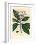 White Flowered All-Spice Tree, Myrtus Pimenta-James Sowerby-Framed Giclee Print