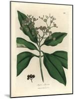 White Flowered All-Spice Tree, Myrtus Pimenta-James Sowerby-Mounted Giclee Print