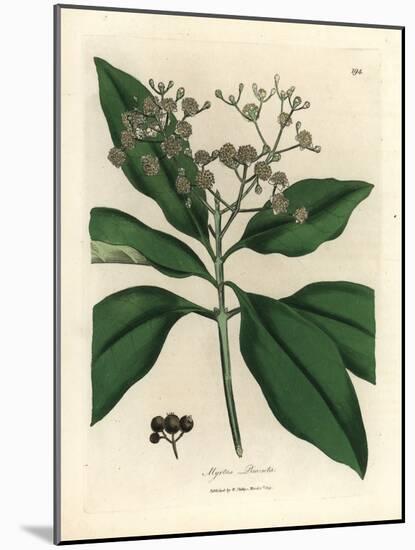 White Flowered All-Spice Tree, Myrtus Pimenta-James Sowerby-Mounted Giclee Print