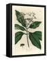 White Flowered All-Spice Tree, Myrtus Pimenta-James Sowerby-Framed Stretched Canvas
