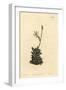 White-Flowered Anacampseros, Anacampseros Arachnoides-Sydenham Teast Edwards-Framed Giclee Print