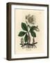 White Flowered Black Hellebore or Christmas Rose, Helleborus Niger-James Sowerby-Framed Giclee Print