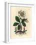 White Flowered Black Hellebore or Christmas Rose, Helleborus Niger-James Sowerby-Framed Giclee Print