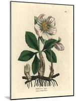 White Flowered Black Hellebore or Christmas Rose, Helleborus Niger-James Sowerby-Mounted Giclee Print