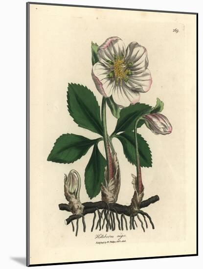 White Flowered Black Hellebore or Christmas Rose, Helleborus Niger-James Sowerby-Mounted Giclee Print