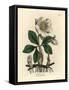 White Flowered Black Hellebore or Christmas Rose, Helleborus Niger-James Sowerby-Framed Stretched Canvas