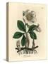 White Flowered Black Hellebore or Christmas Rose, Helleborus Niger-James Sowerby-Stretched Canvas