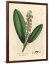 White Flowered Cherry Laurel Tree, Prunus Laurocerasus-James Sowerby-Framed Giclee Print