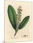 White Flowered Cherry Laurel Tree, Prunus Laurocerasus-James Sowerby-Mounted Giclee Print