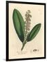 White Flowered Cherry Laurel Tree, Prunus Laurocerasus-James Sowerby-Framed Giclee Print