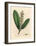 White Flowered Cherry Laurel Tree, Prunus Laurocerasus-James Sowerby-Framed Giclee Print