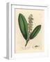 White Flowered Cherry Laurel Tree, Prunus Laurocerasus-James Sowerby-Framed Giclee Print