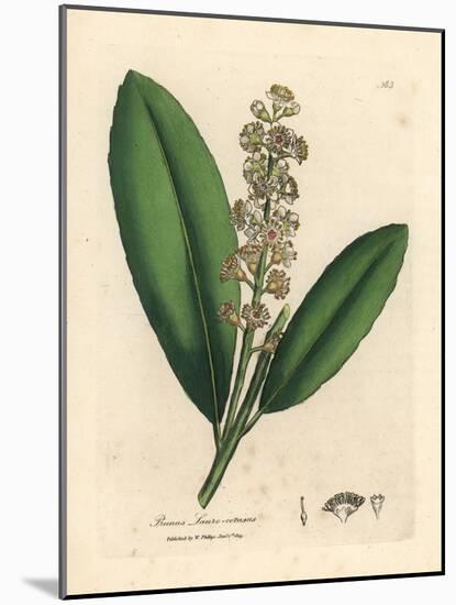 White Flowered Cherry Laurel Tree, Prunus Laurocerasus-James Sowerby-Mounted Giclee Print