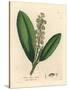 White Flowered Cherry Laurel Tree, Prunus Laurocerasus-James Sowerby-Stretched Canvas