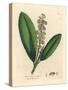 White Flowered Cherry Laurel Tree, Prunus Laurocerasus-James Sowerby-Stretched Canvas