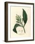 White Flowered Clove Spice Tree, Caryophyllus Aromaticus-James Sowerby-Framed Giclee Print