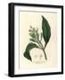 White Flowered Clove Spice Tree, Caryophyllus Aromaticus-James Sowerby-Framed Giclee Print