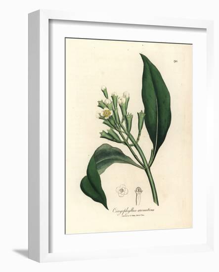 White Flowered Clove Spice Tree, Caryophyllus Aromaticus-James Sowerby-Framed Giclee Print