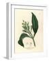 White Flowered Clove Spice Tree, Caryophyllus Aromaticus-James Sowerby-Framed Giclee Print