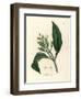 White Flowered Clove Spice Tree, Caryophyllus Aromaticus-James Sowerby-Framed Giclee Print