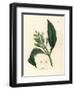 White Flowered Clove Spice Tree, Caryophyllus Aromaticus-James Sowerby-Framed Giclee Print