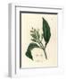 White Flowered Clove Spice Tree, Caryophyllus Aromaticus-James Sowerby-Framed Giclee Print