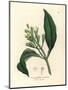White Flowered Clove Spice Tree, Caryophyllus Aromaticus-James Sowerby-Mounted Giclee Print