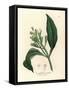 White Flowered Clove Spice Tree, Caryophyllus Aromaticus-James Sowerby-Framed Stretched Canvas