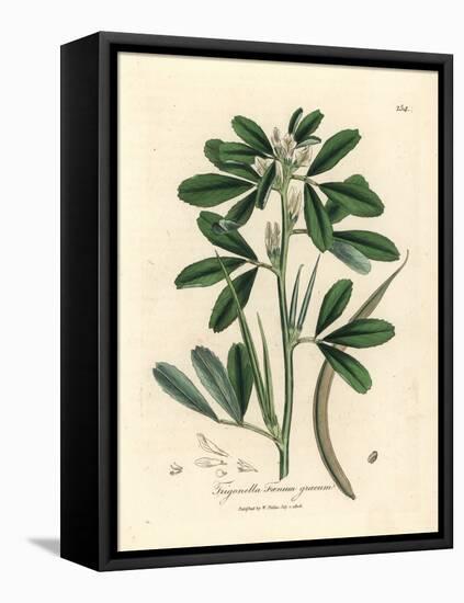 White Flowered Fenugreek with Seed Pod, Trigonella Foenum Graecum-James Sowerby-Framed Stretched Canvas